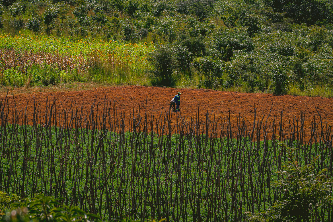 Agriculteur au travail dans un champ cultivé