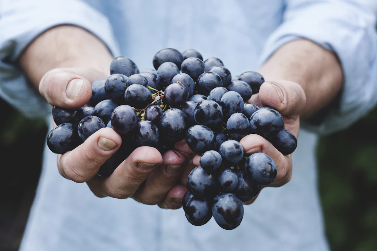 Mains tenant une grappe de raisin noir