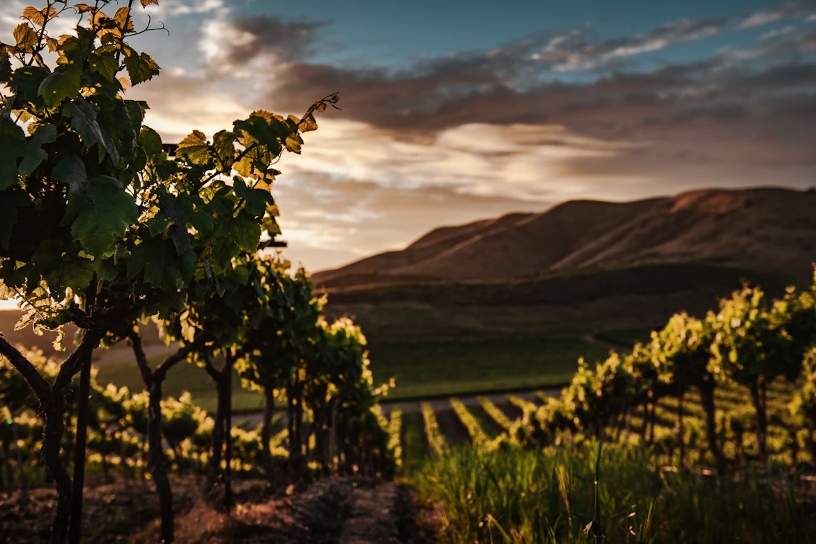 Rangs de vignes au pied d'une colline au crépuscule